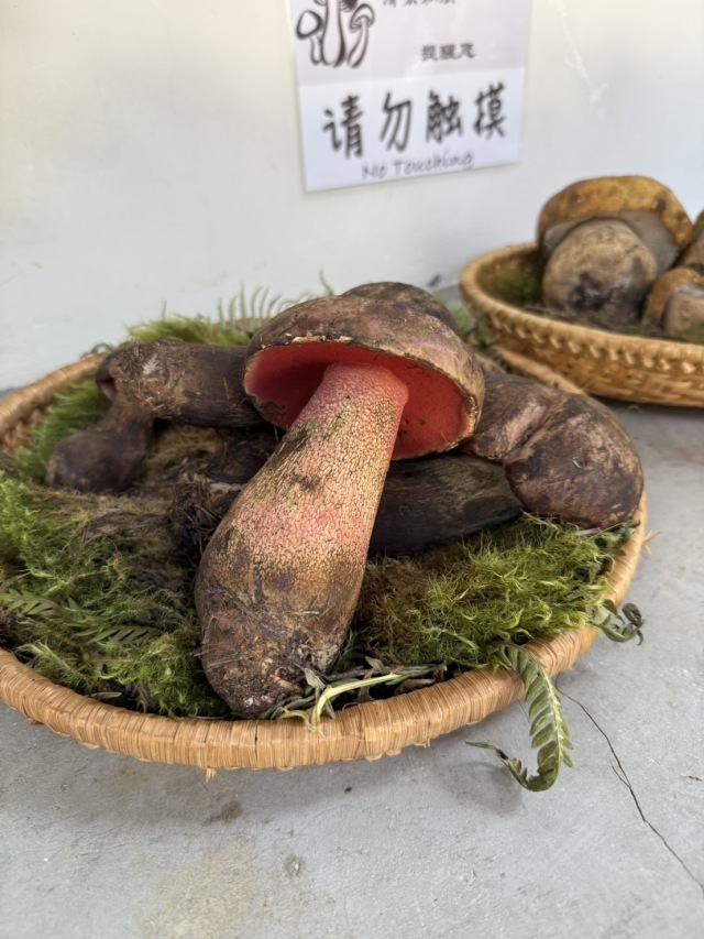 女性オーナーのキノコ推しなおしゃれ内装のお店