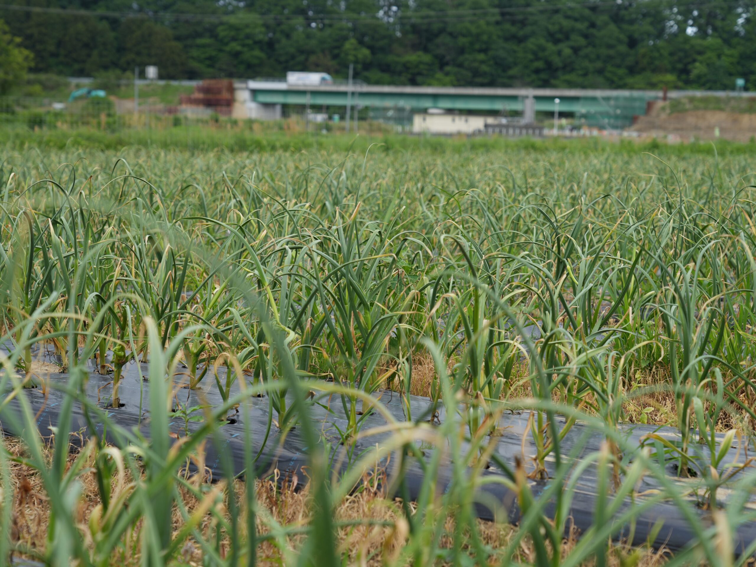 この秋の二大ツアー！福島県浪江町浜通り美食倶楽部ツーリズム＆一 能登島 HITOTSU NOTOJIMA！